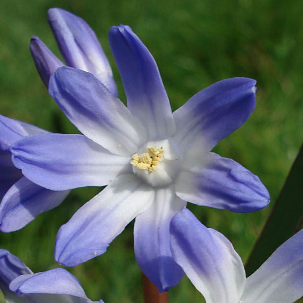 Scilla luciliae - Sneeuwroem