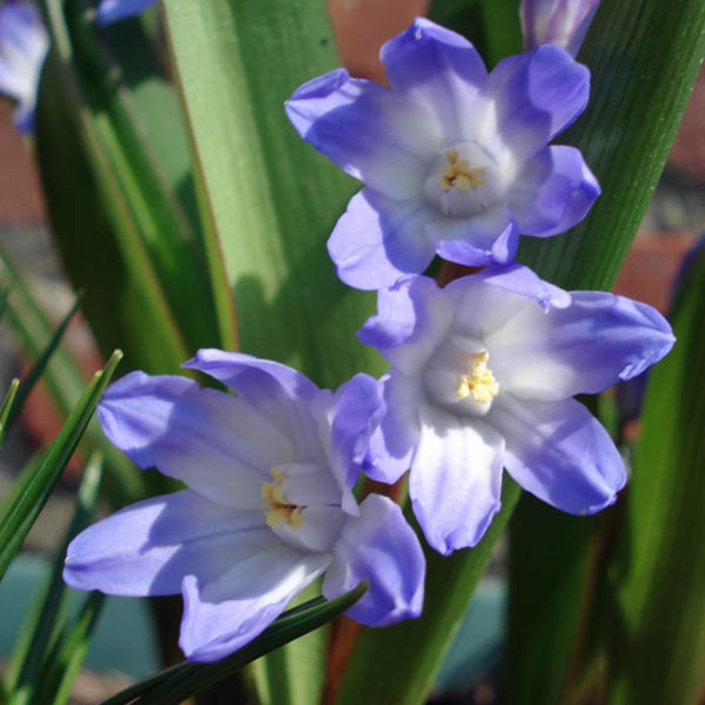 Scilla luciliae - Sneeuwroem