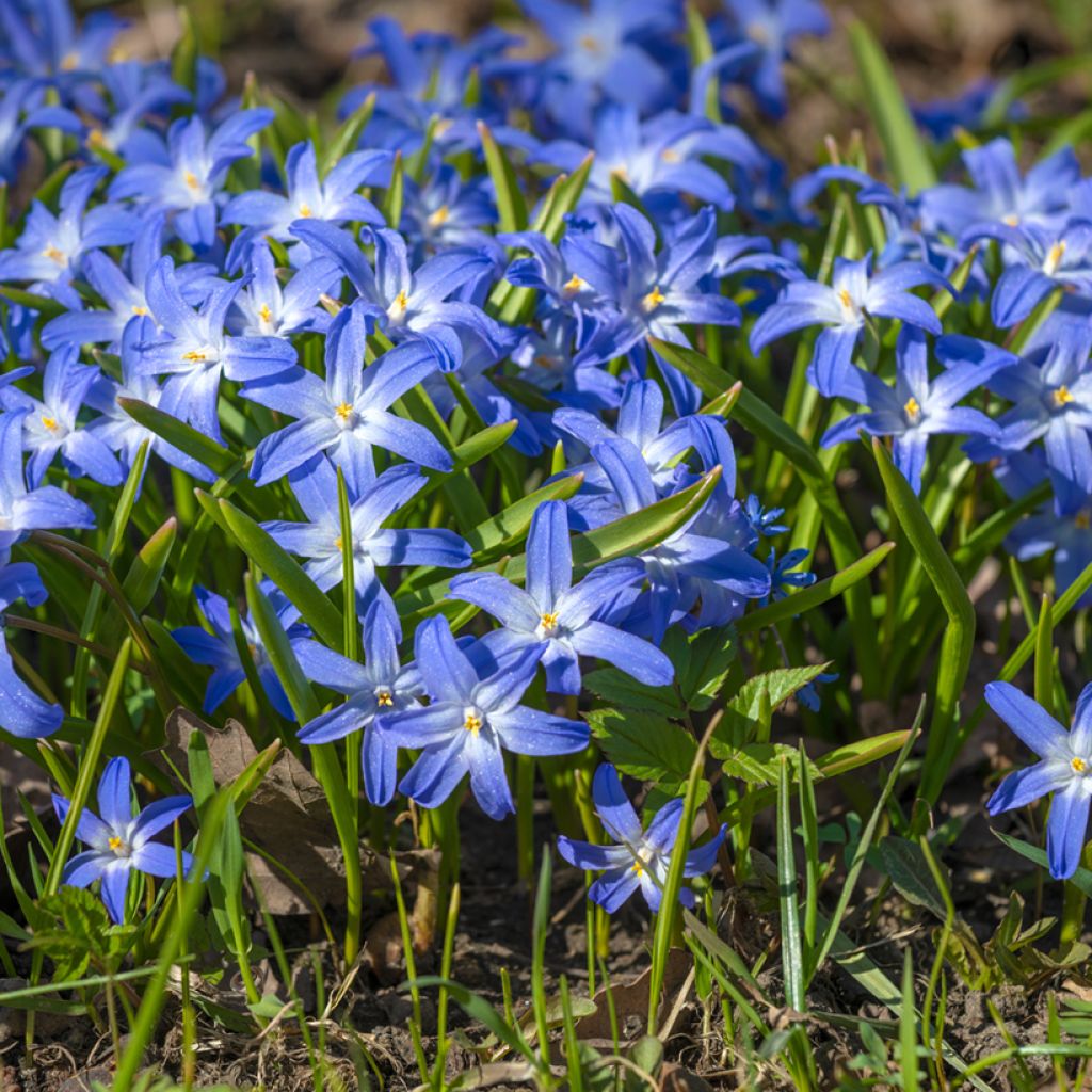 Scilla luciliae - Sneeuwroem