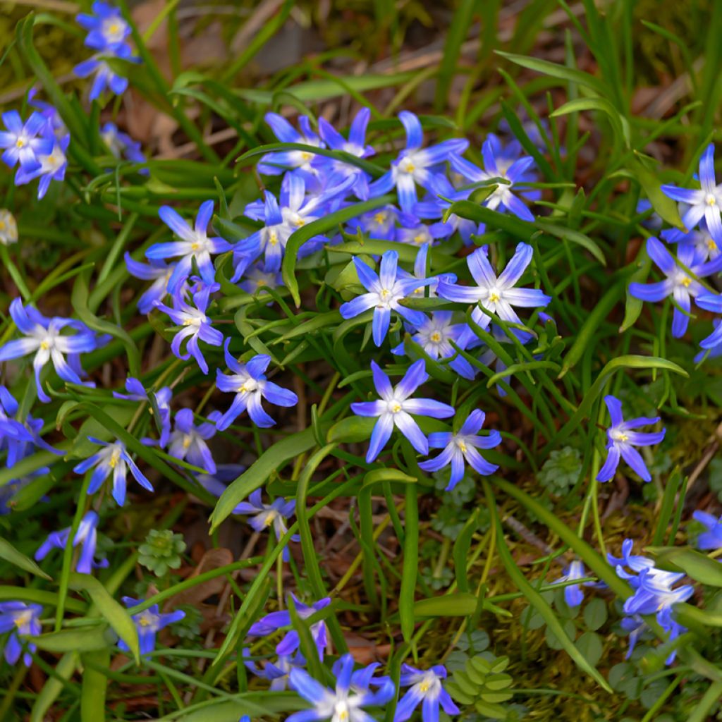 Scilla luciliae - Sneeuwroem