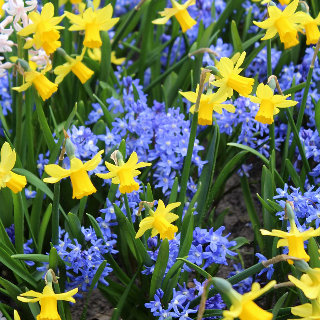 Chionodoxa sardensis - Sneeuwroem