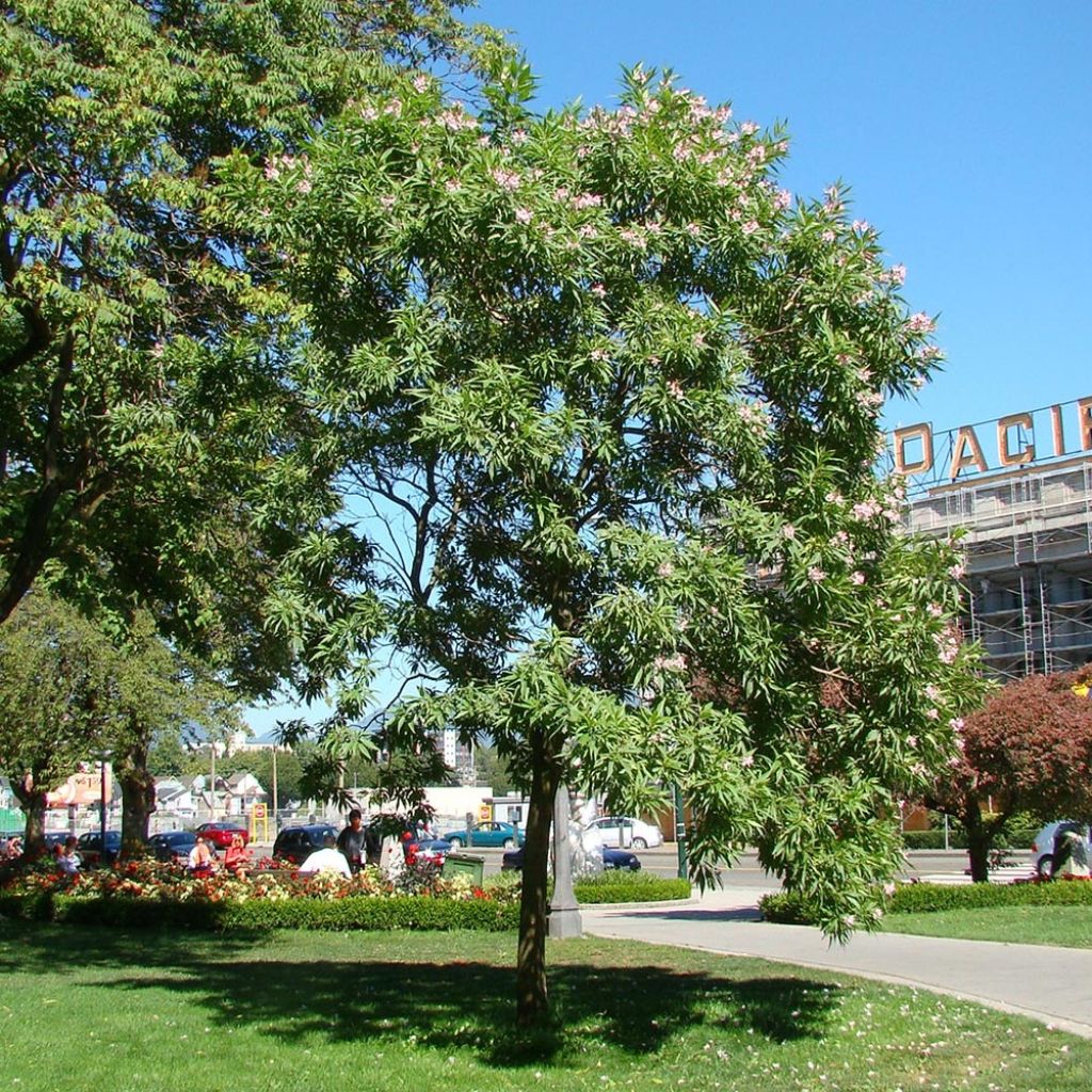 Chitalpa tashkentensis Summer Bells (Minsum) - Tasjkent-chitalpa