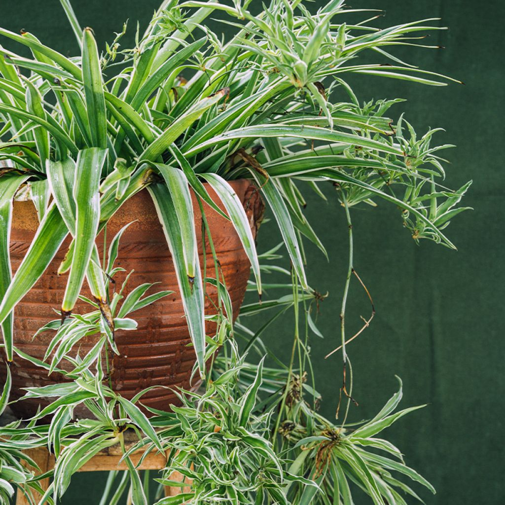 Chlorophytum comosum Irish - Graslelie