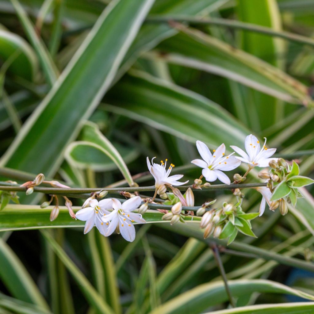 Chlorophytum comosum Irish - Graslelie