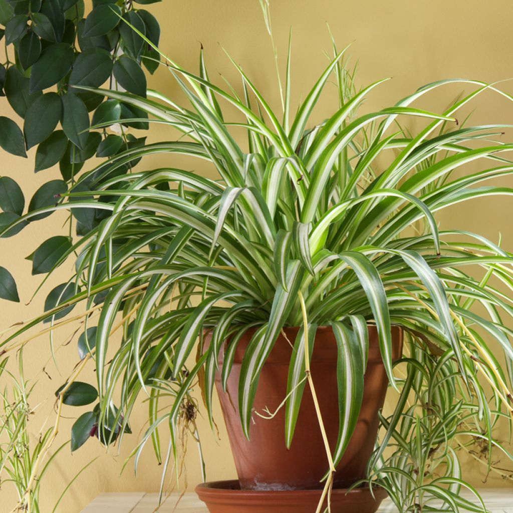 Chlorophytum comosum Variegatum - Graslelie