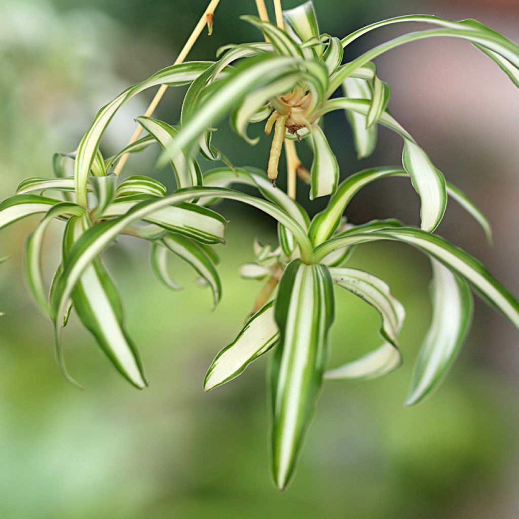 Chlorophytum comosum Variegatum - Graslelie