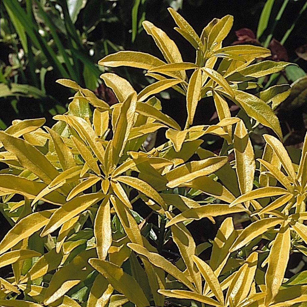 Choisya ternata Goldfinger - Mexicaanse oranjebloesem