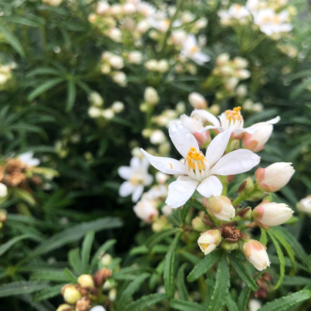 Choisya dewitteana White Dazzler - Mexicaanse oranjebloesem