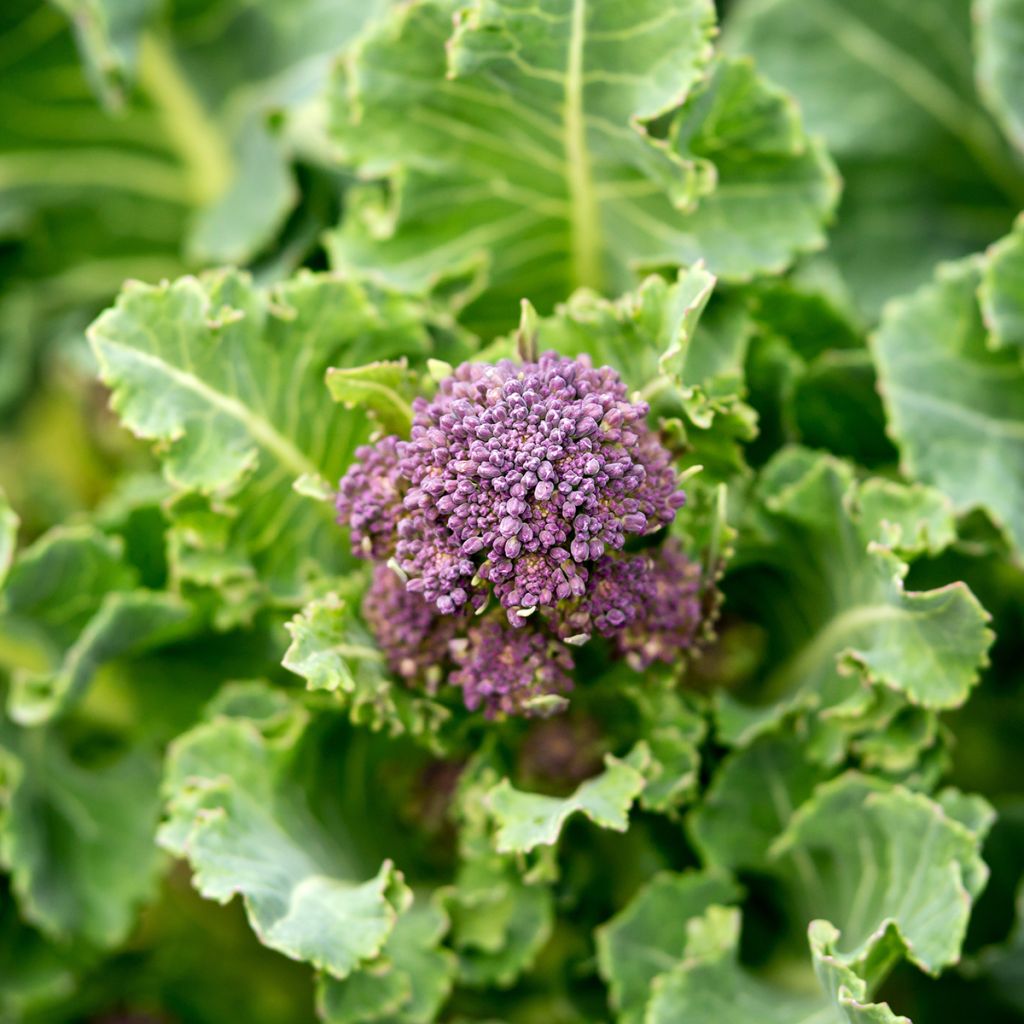 Broccoli Early Purple Sprouting BIO