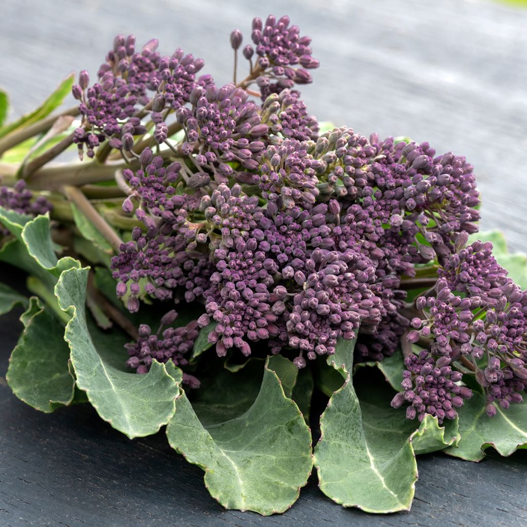 Broccoli Early Purple Sprouting BIO