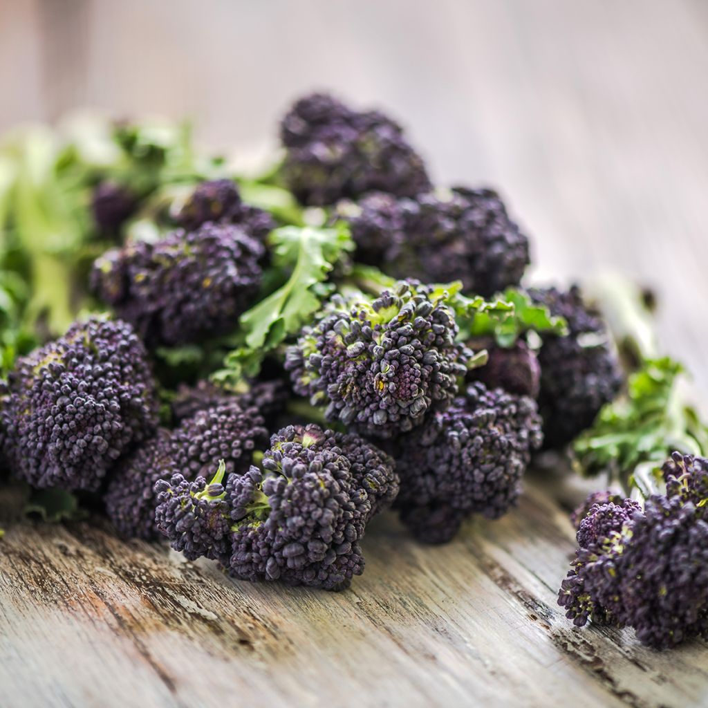 Broccoli Early Purple Sprouting BIO