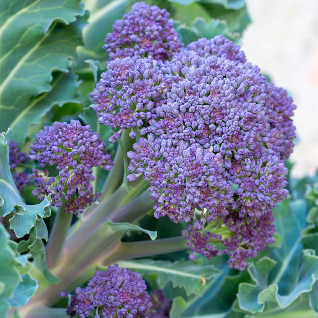 Broccoli Early Purple Sprouting