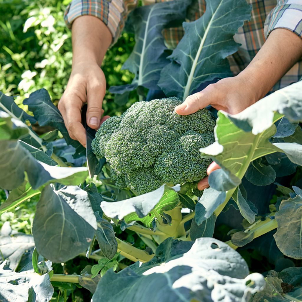 Broccoli Premium Crop F1