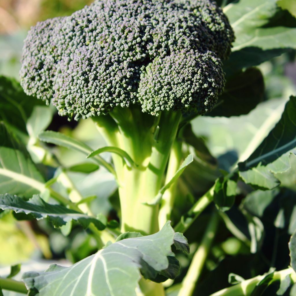 Broccoli Ramoso Calabrese BIO