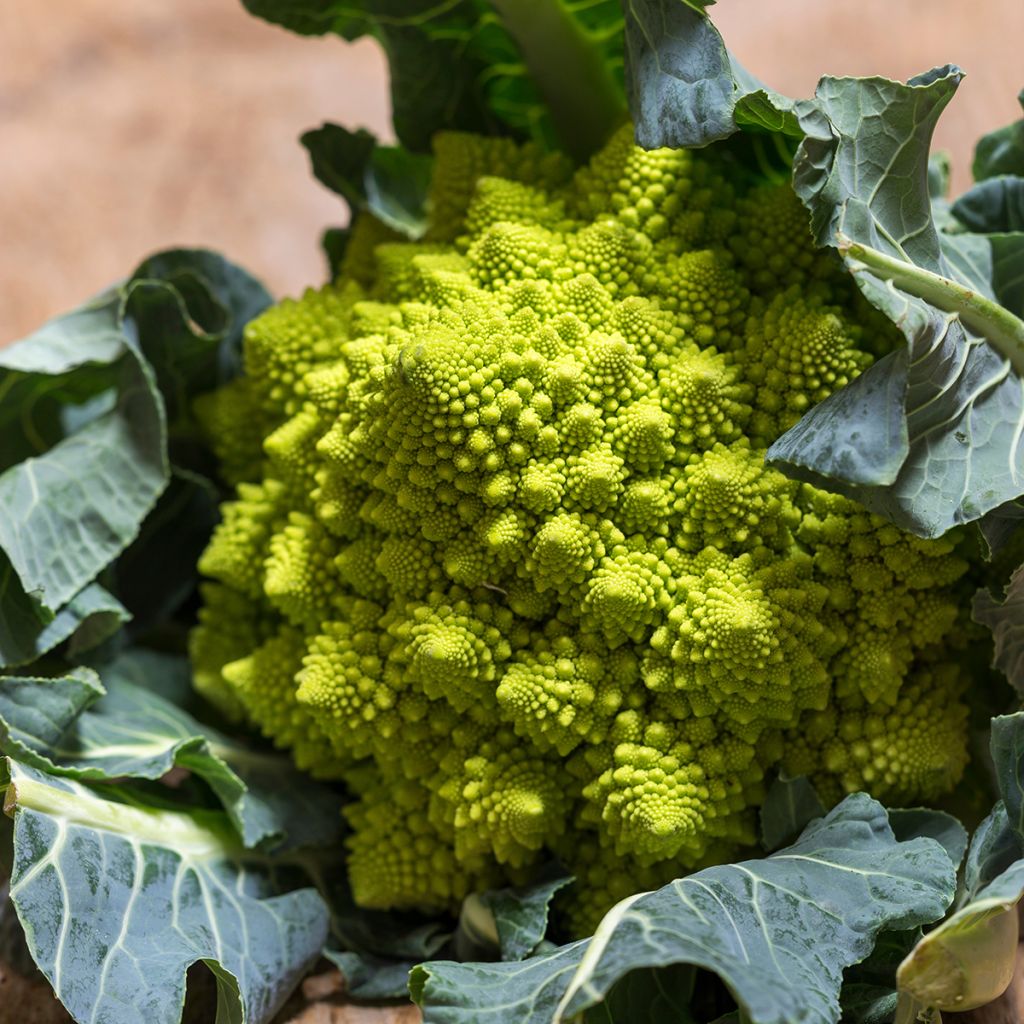 Romanesco BIO - Ferme de Sainte Marthe