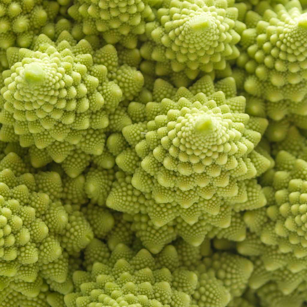 Romanesco BIO - Ferme de Sainte Marthe