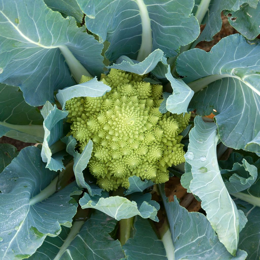 Romanesco
