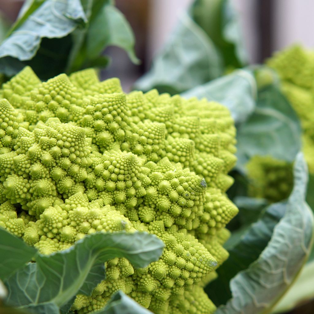 Romanesco