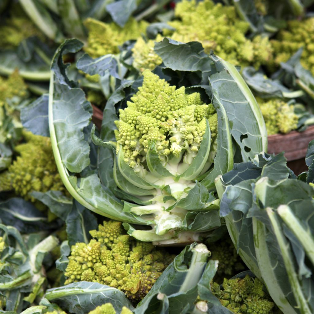 Romanesco - Vilmorin