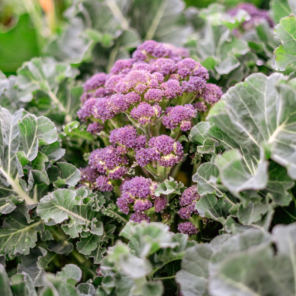 Broccoli Summer Purple