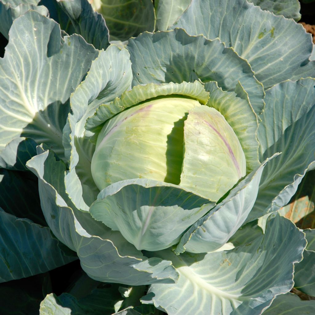 Witte kool Caïd F1 - Vilmorin