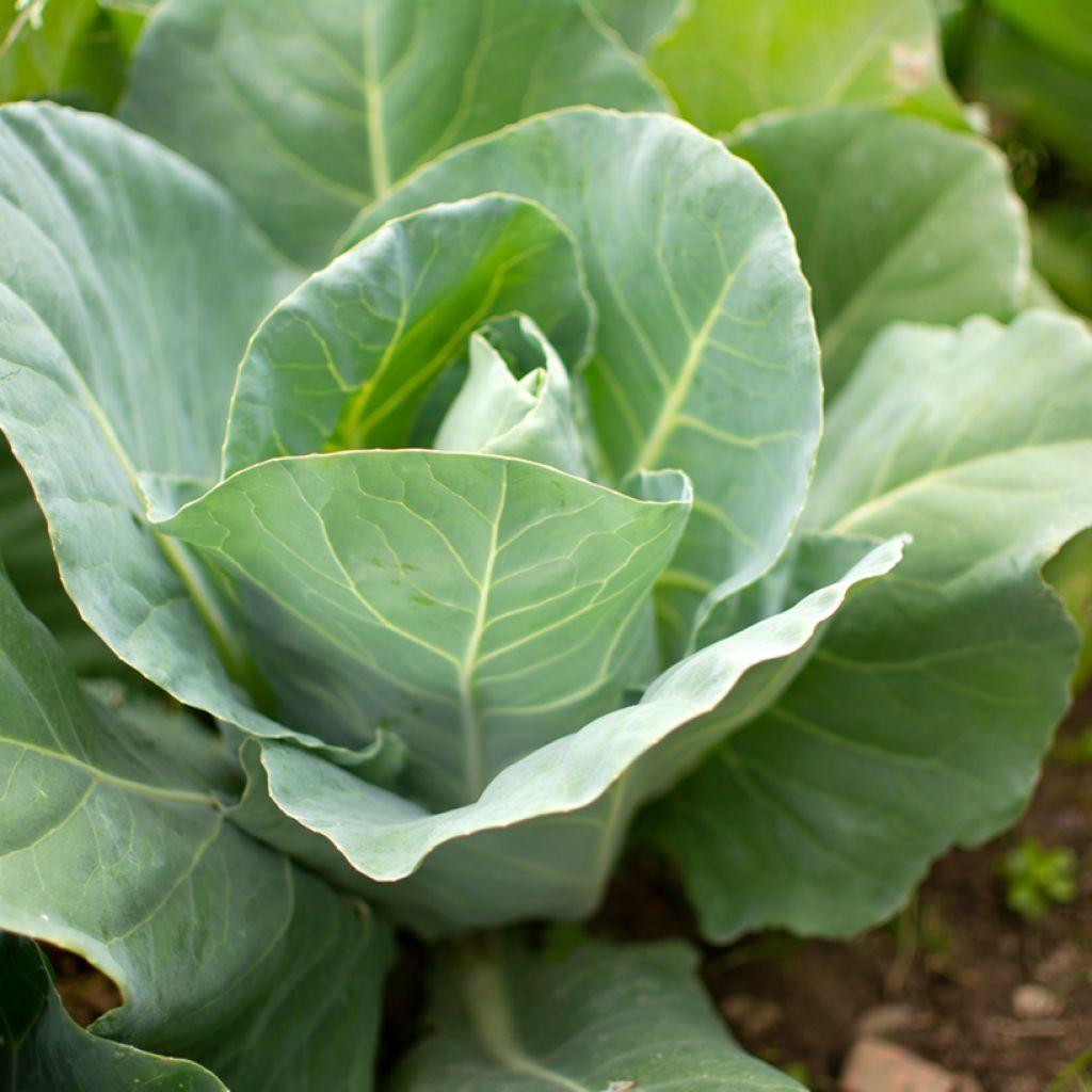 Sluitkool Durham Early