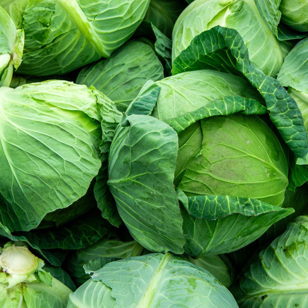 Witte kool Minicole F1