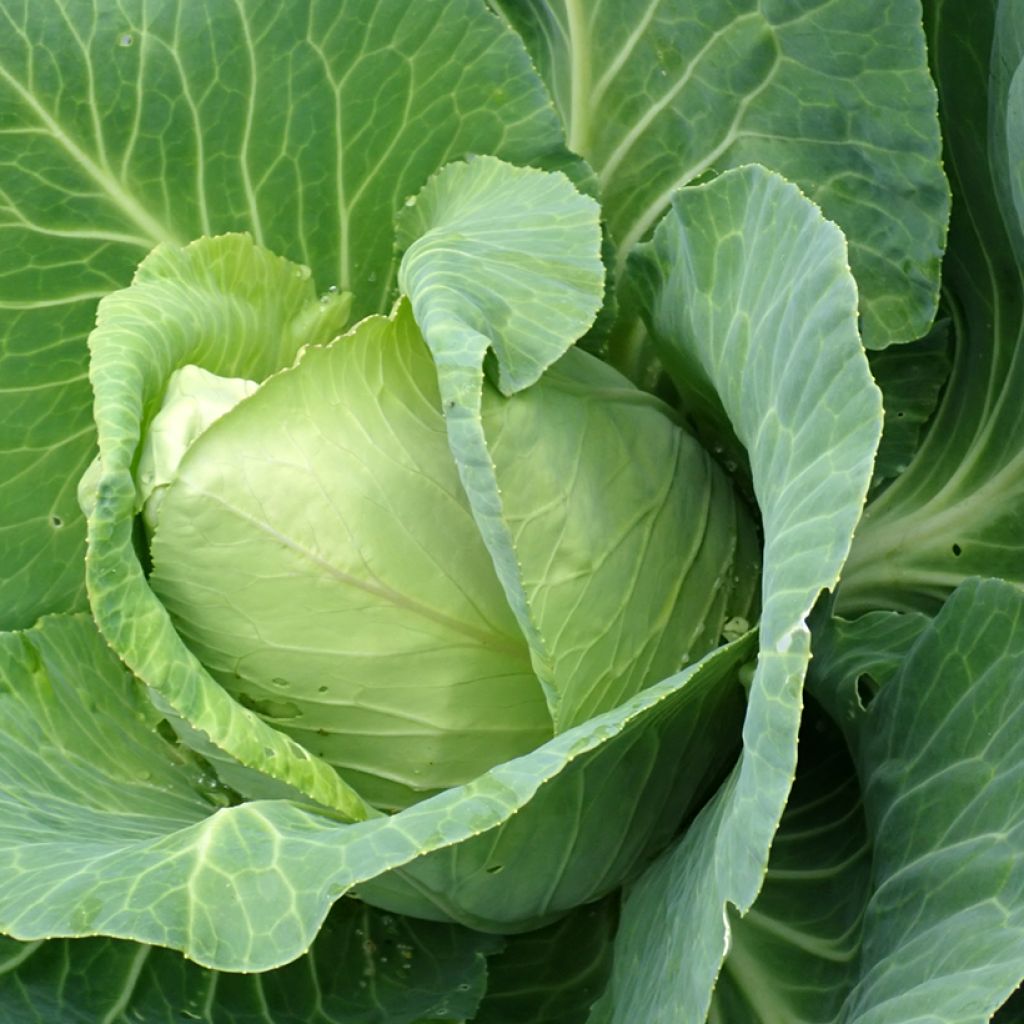 Witte kool Pyramid F1