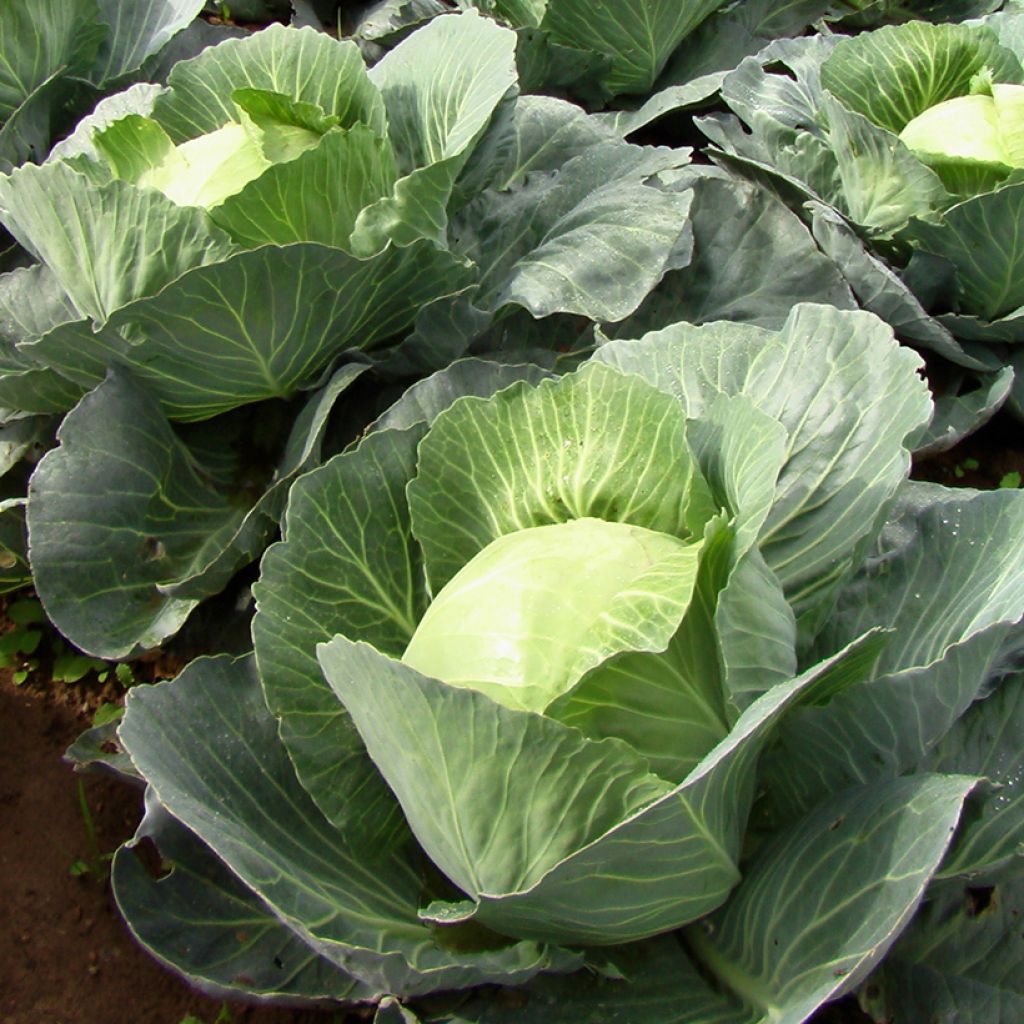 Witte kool Quintal van de Elzas - Vilmorin