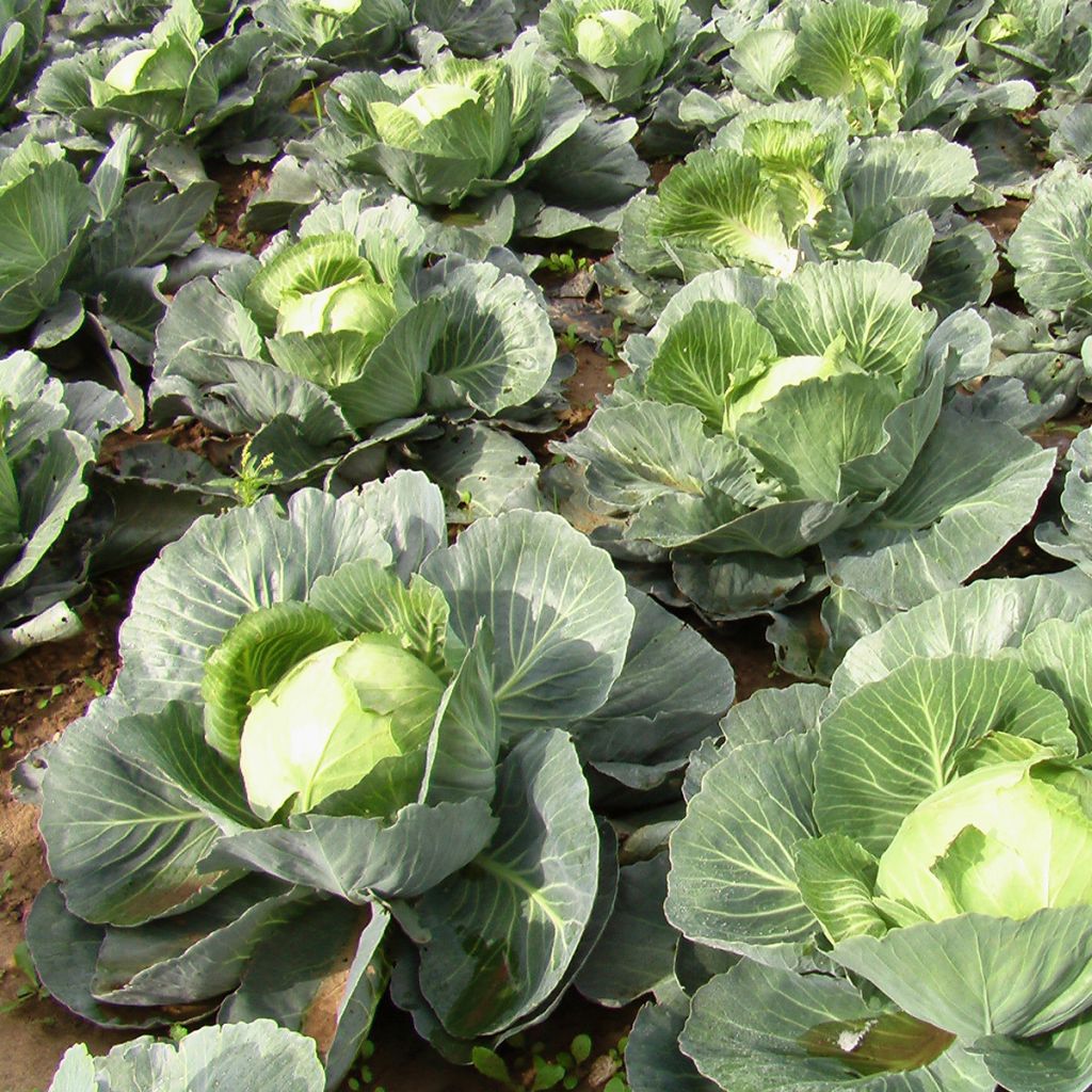 Witte kool Quintal van de Elzas