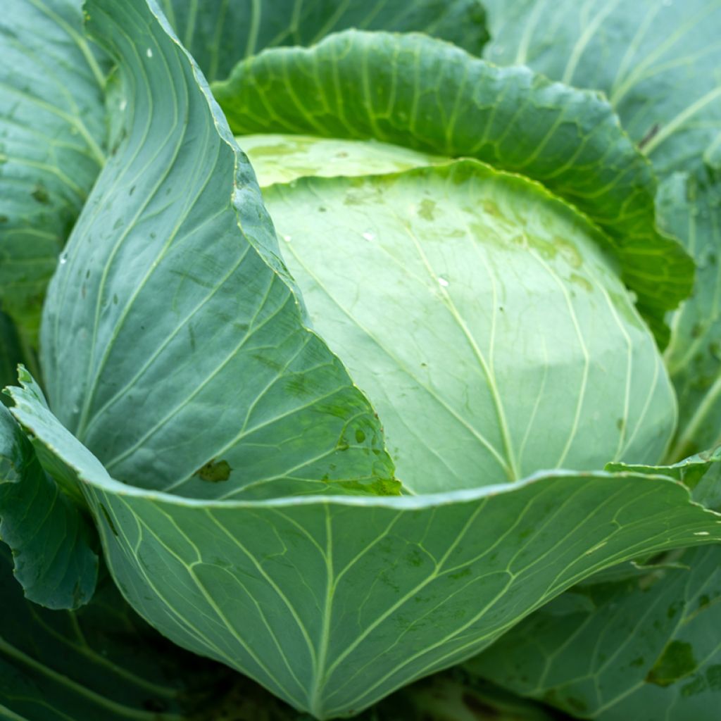 Witte kool Spring Hero F1