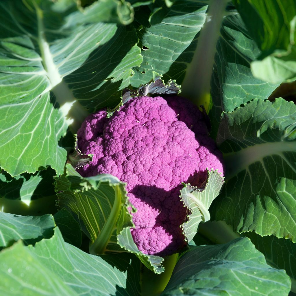 Bloemkool Graffiti F1