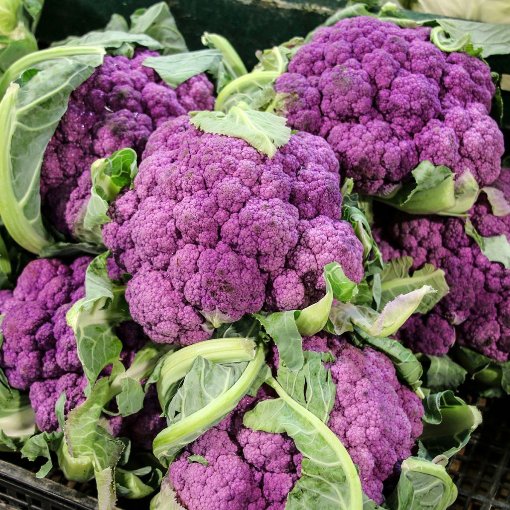 Bloemkool Graffiti F1