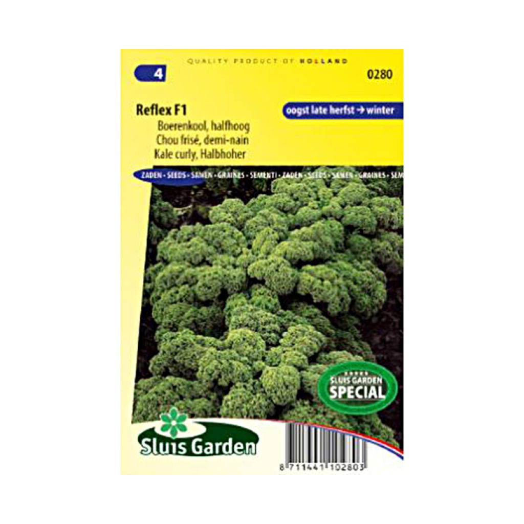 Chou Frisé demi-nain Reflex F1