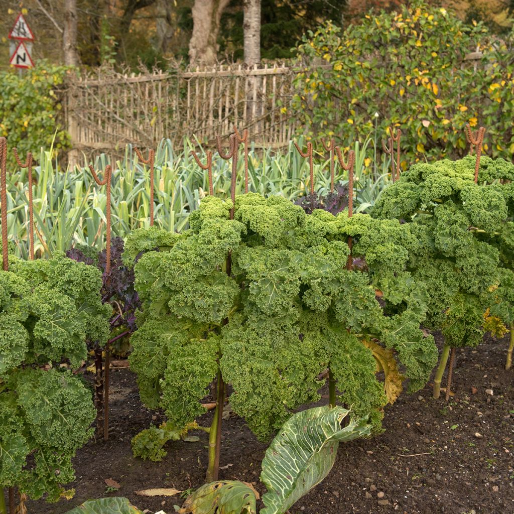 Boerenkool Dwarf Green Curled