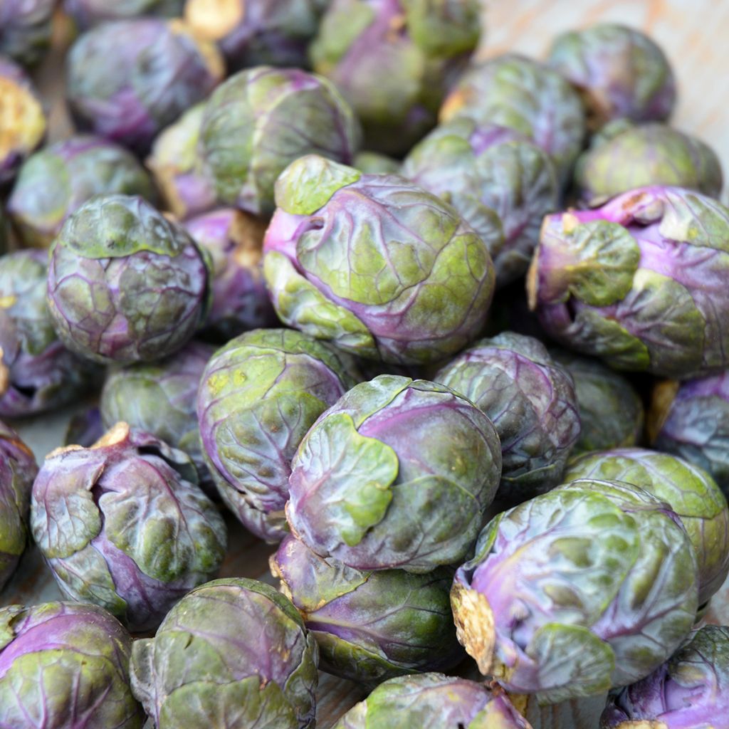 Spruitkool Rubine BIO - Ferme de Sainte Marthe