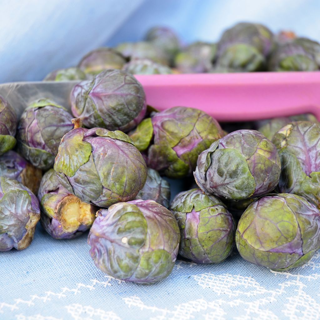 Spruitkool Rubine BIO - Ferme de Sainte Marthe