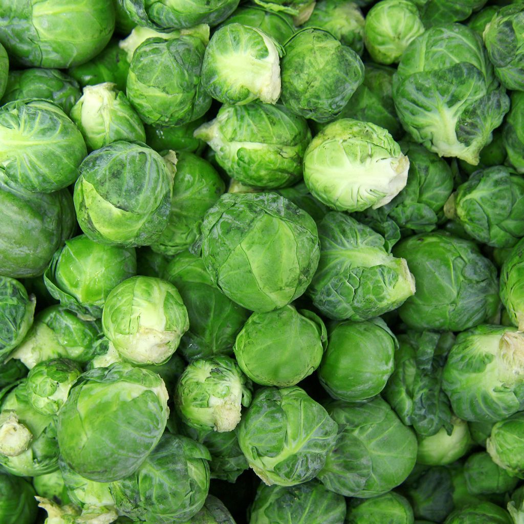 Spruitkool Van Rosny