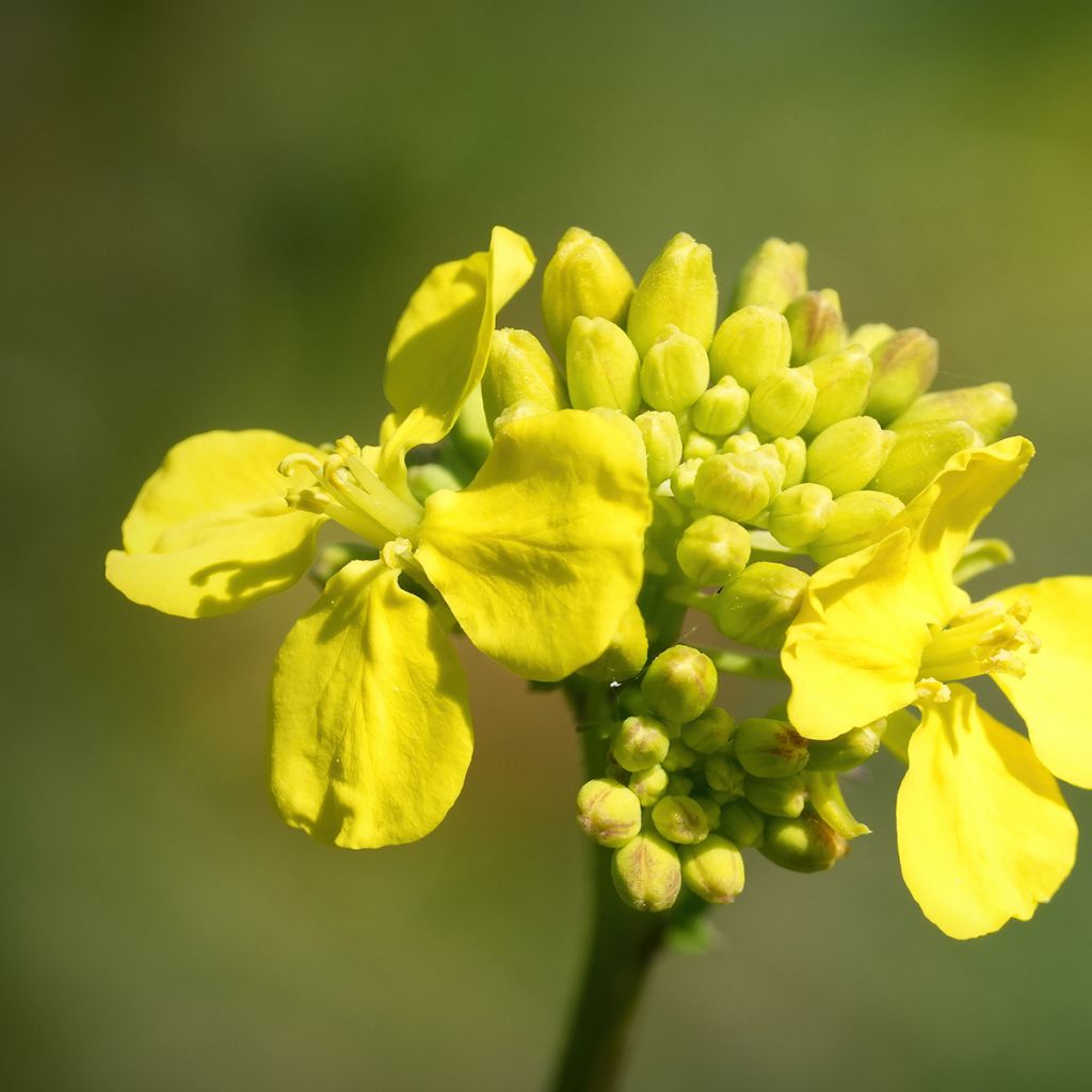 Chinese bloeiende kool Choy Sum