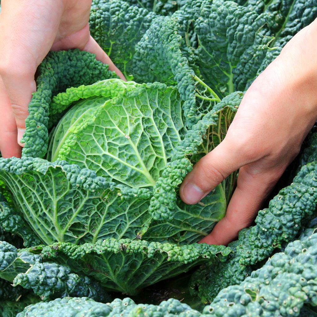 Savooikool Van Aubervilliers