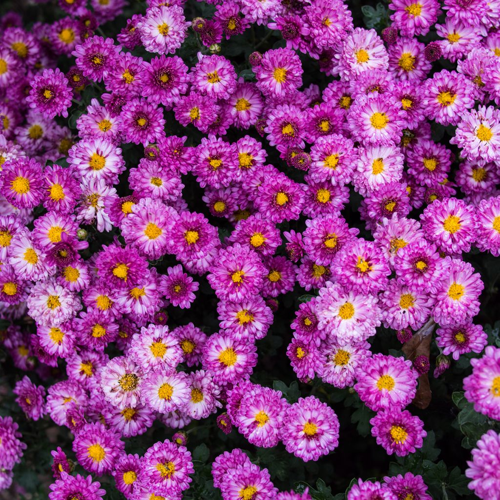 Chrysanthemum indicum Mei Kyo - Tuinchrysant