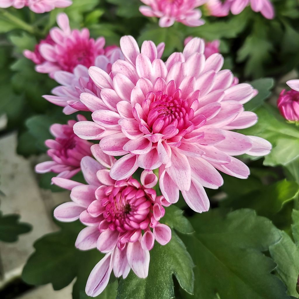 Chrysanthemum indicum Nebelrose - Tuinchrysant