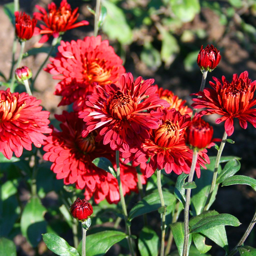 Chrysanthemum indicum Rehauge - Tuinchrysant