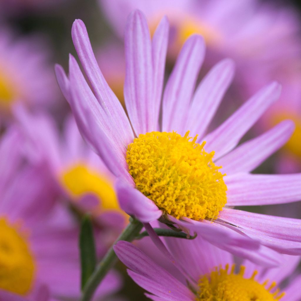 Chrysanthemum rubellum Clara Curtis - Herfstchrysant