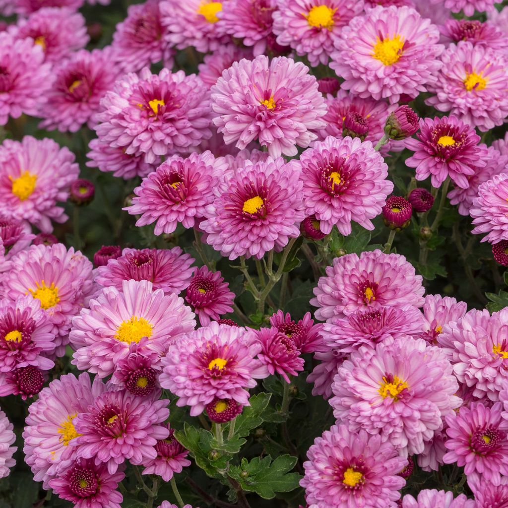 Chrysanthemum indicum Anastasia - Tuinchrysant