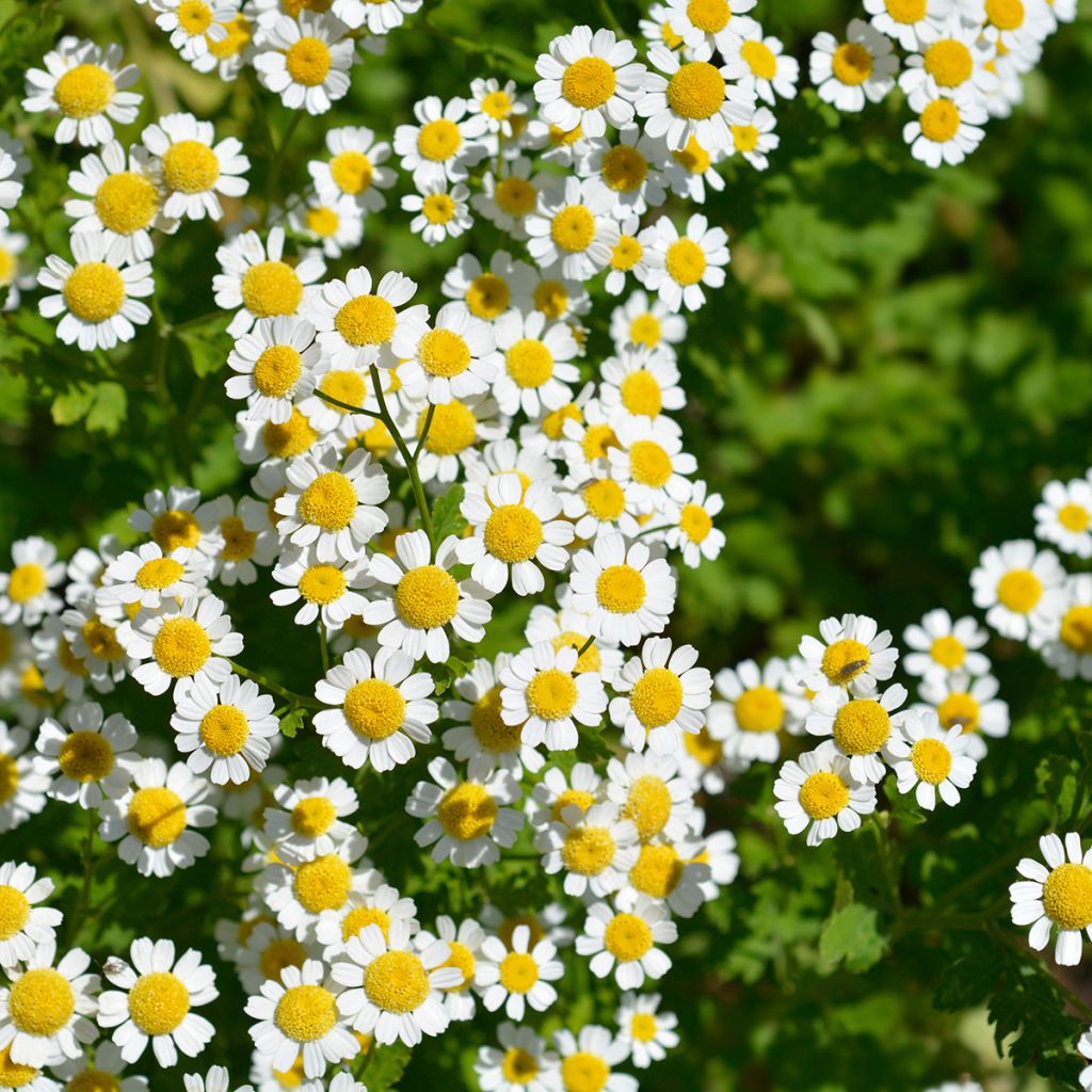 Chrysanthemum parthenium Aureum - Moederkruid