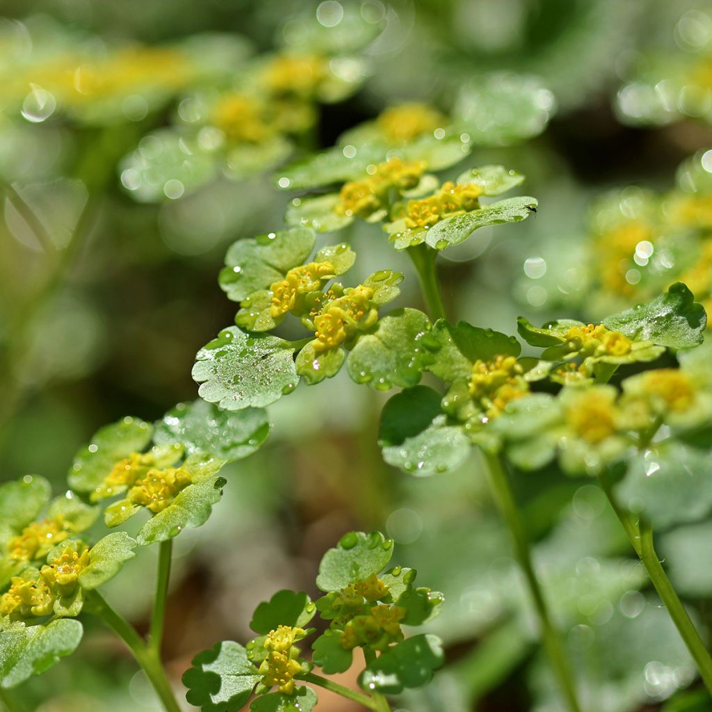 Chrysosplenium alternifolium - Verspreidbladig goudveil