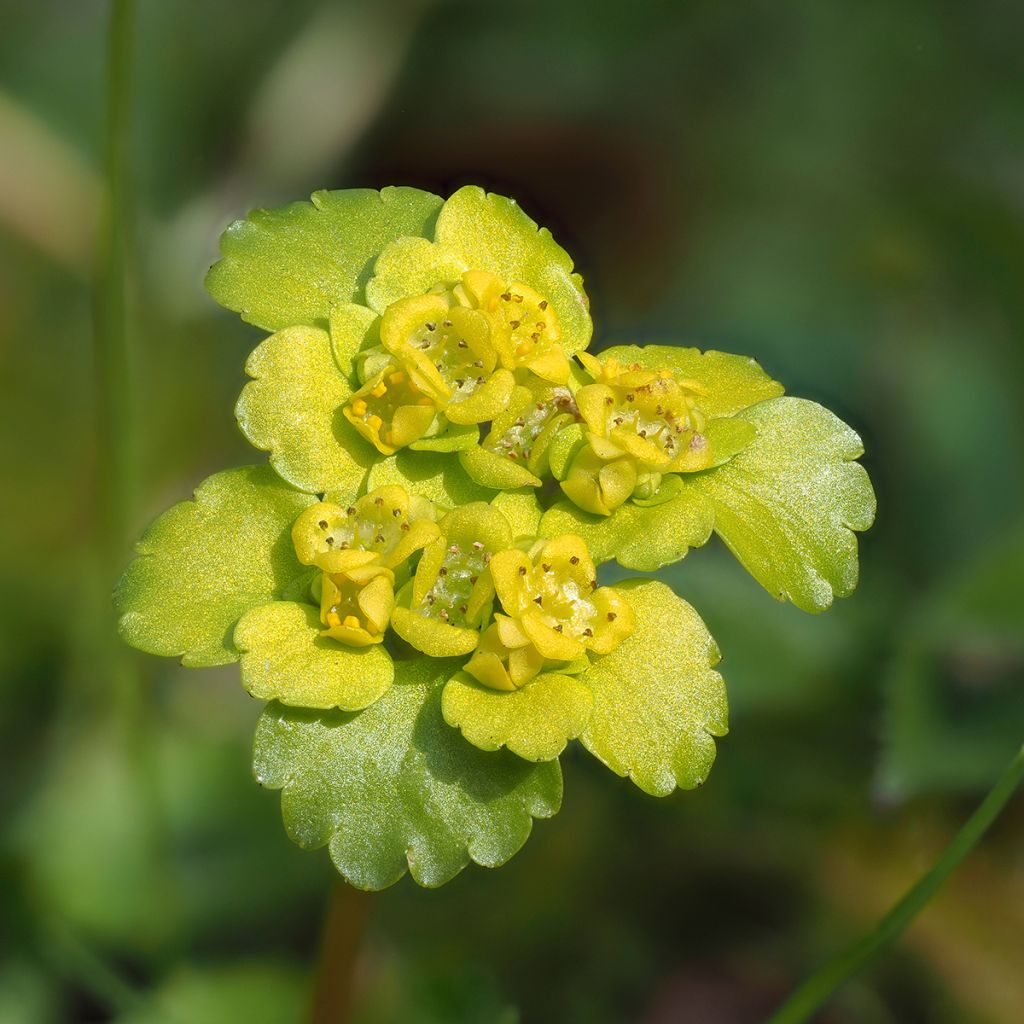 Chrysosplenium alternifolium - Verspreidbladig goudveil