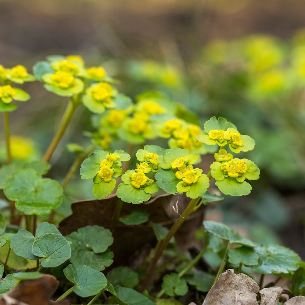 Chrysosplenium alternifolium - Verspreidbladig goudveil
