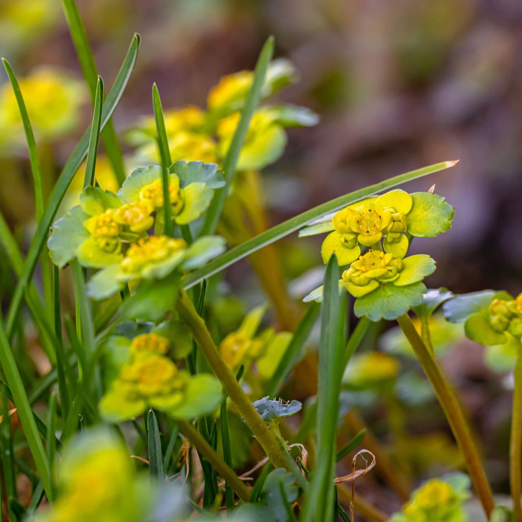 Chrysosplenium alternifolium - Verspreidbladig goudveil